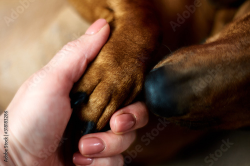  dog paw in human hand