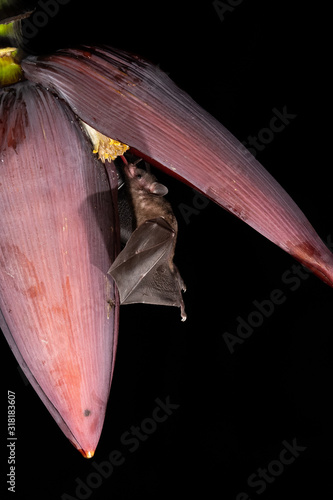 Lonchophylla robusta, Orange nectar bat The bat is hovering and drinking the nectar from the beautiful flower in the rain forest, night picture, Costa Rica photo