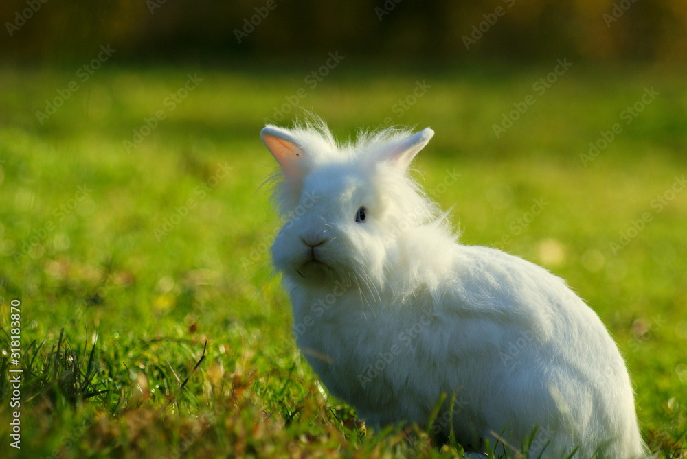 close up of a curious white bunny sitting in a meadow close up of a curious white bunny sitting in a meadow
