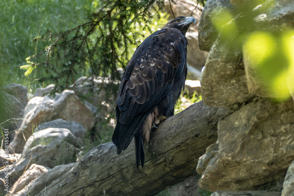 bird of prey bird of prey