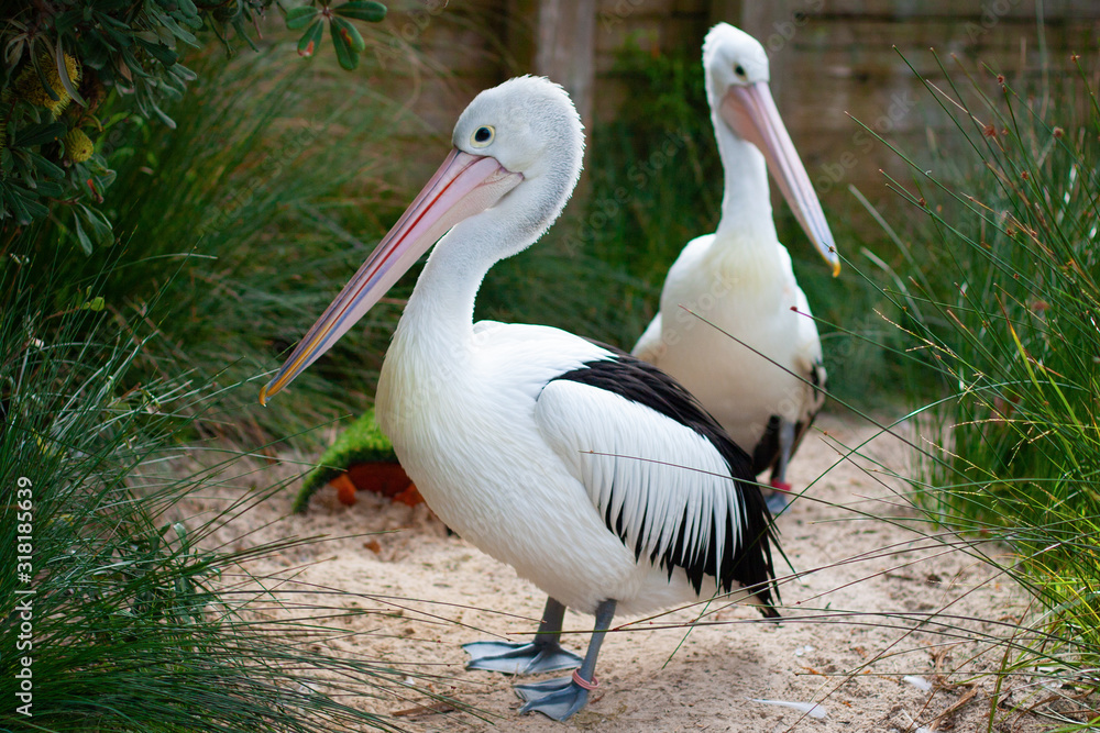 Two black and white bird pelicans among the greenery and sand Two black and white bird pelicans among the greenery and sand