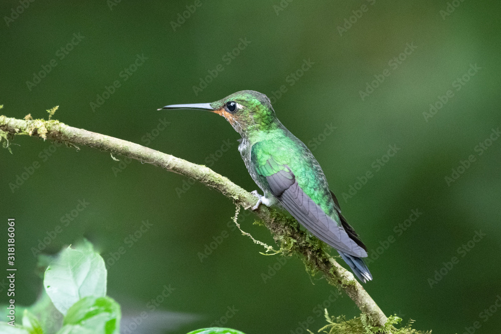 Amazilia decora, Charming Hummingbird, bird feeding sweet nectar from flower pink bloom. Hummingbird behaviour in tropic forest, nature habitat in Corcovado NP, Costa Rica. Two bird in fly, wildlife. Amazilia decora, Charming Hummingbird, bird feeding sweet nectar from flower pink bloom. Hummingbird behaviour in tropic forest, nature habitat in Corcovado NP, Costa Rica. Two bird in fly, wildlife.