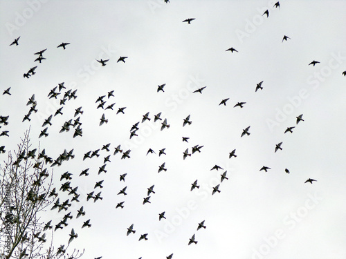 A flock of birds in flight against the sky. Migration of birds in columns and flocks. Many birds sit on a tree. Silhouettes of birds against a gray overcast sky. Flying bird.