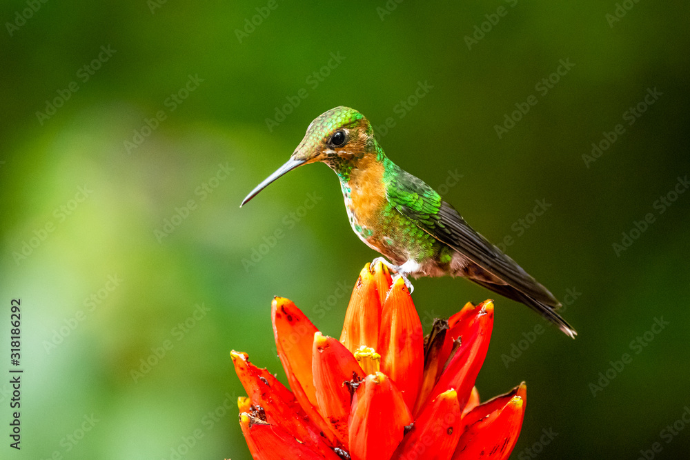 Amazilia decora, Charming Hummingbird, bird feeding sweet nectar from flower pink bloom. Hummingbird behaviour in tropic forest, nature habitat in Corcovado NP, Costa Rica. Two bird in fly, wildlife. Amazilia decora, Charming Hummingbird, bird feeding sweet nectar from flower pink bloom. Hummingbird behaviour in tropic forest, nature habitat in Corcovado NP, Costa Rica. Two bird in fly, wildlife.