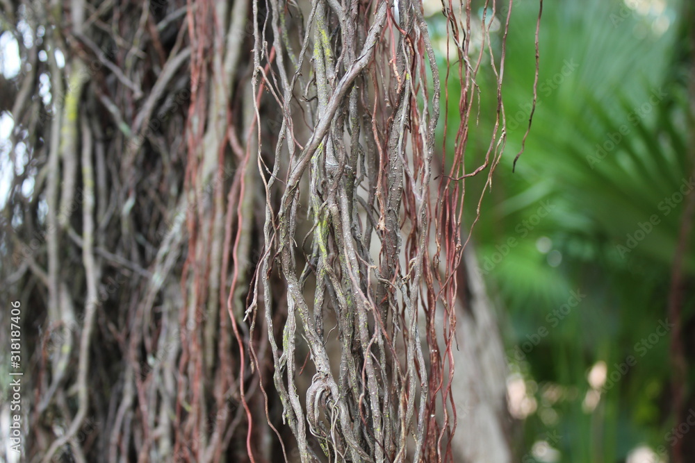 Closeup of dangling branches from a tree.