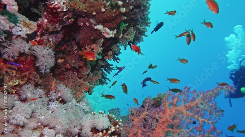 Soft coral polyps on coral reef Elfin Ston catch plankton, Red Sea, Egypt photo