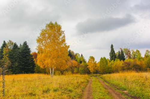 autumn tree in the fields