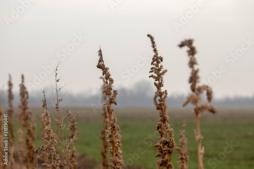 Darnel plants in the field. Dry darnel weed wallpaper. Darnel background. Dry grass in winter time. © Vanzemljaci
