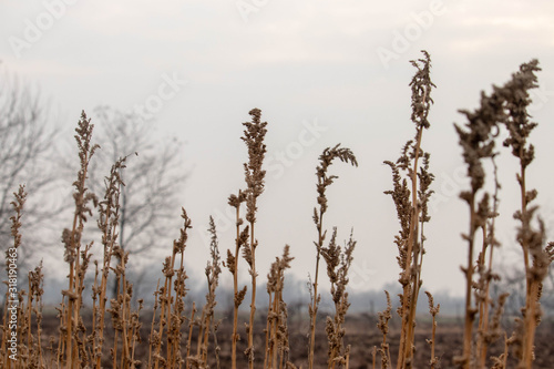 Darnel plants in the field. Dry darnel weed wallpaper. Darnel background. Dry grass in winter time.