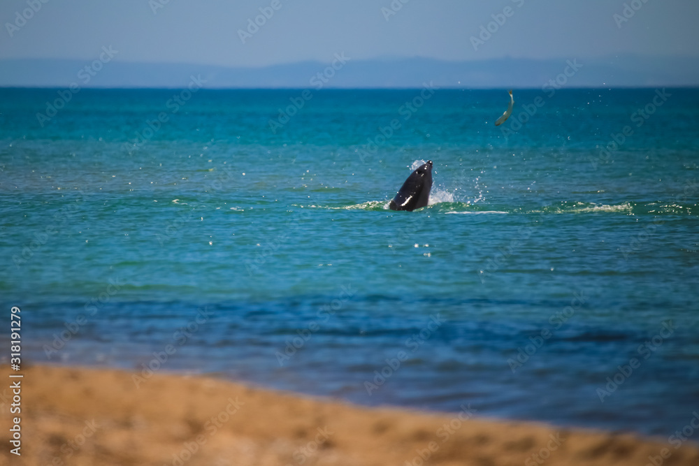 Fototapeta premium Dolphin on the Black Sea hunting for fish