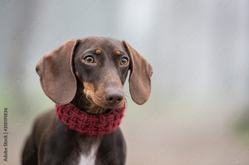 Dachshund dog portrait looking aside in a park with fog in the background. Horizontal with copyspace