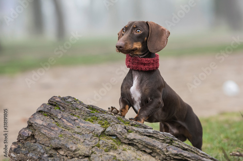 Dachshund dog leaning on a tree trunk in the field with fog in the background  looking to the side. Horizontal  copyspace.