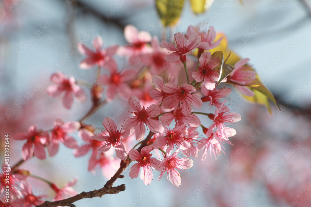 Fototapeta premium Pink flower spring blossom background. Beautiful nature scene with blooming tree and blue sky.