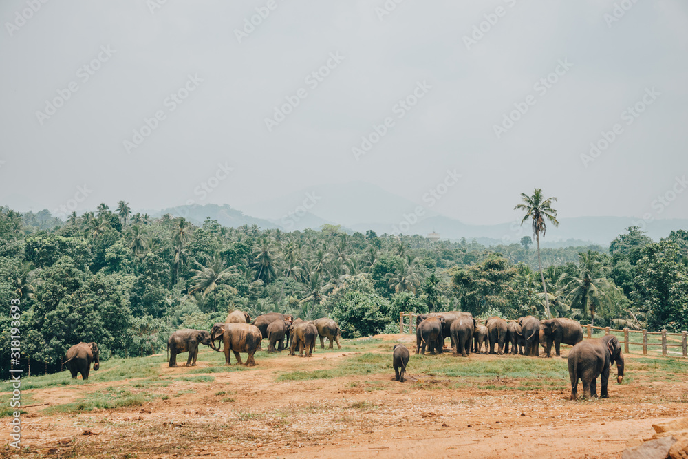 Sri Lanka elephants