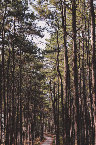 Road through the dark green pine forest © jajam_e