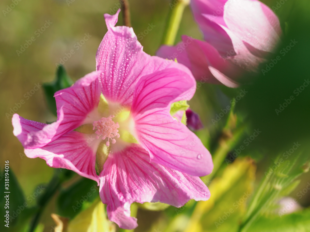 Beautiful field flower with dew drops. Macro. Beautiful field flower with dew drops. Macro.