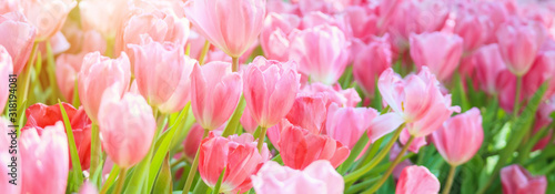 swiezy-kolorowy-tulipan