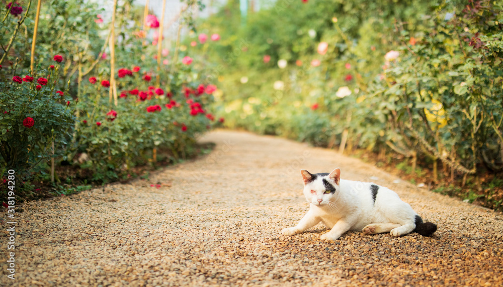 cat in beautiful rose garden