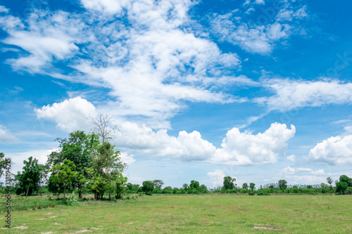 Meadow with blue sky and white cloud