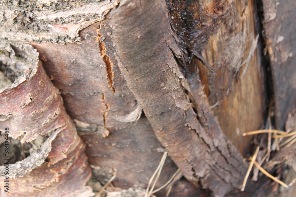 Fototapeta premium texture