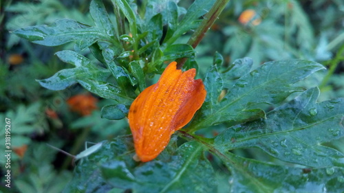 Green leaves on flower in detailed view. Big green leaves on closeup look detaile dview. Green leaves photo