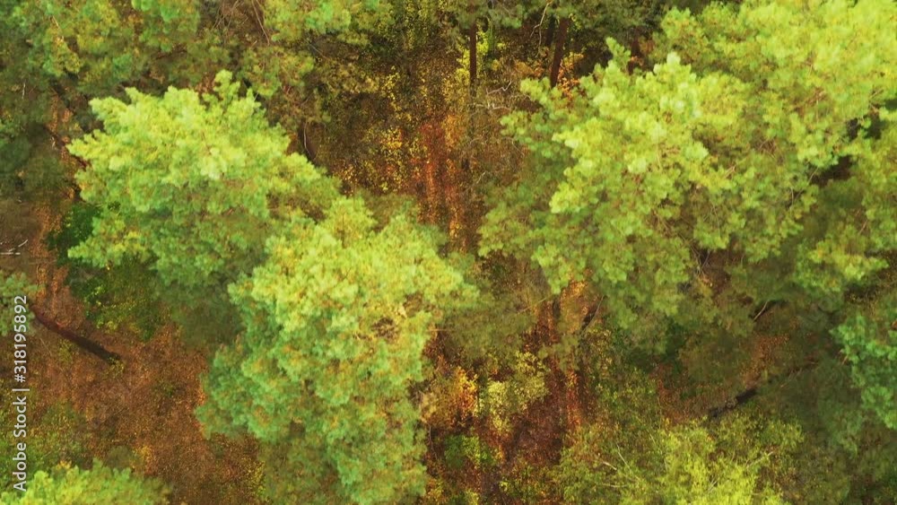 Aerial View Of Green Forest Landscape. Top View In Summer Evening. Natural Backdrop Background Of Coniferous Forest. Drone View. Bird's Eye View Aerial View Of Green Forest Landscape. Top View In Summer Evening. Natural Backdrop Background Of Coniferous Forest. Drone View. Bird's Eye View