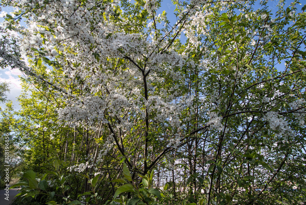 Fototapeta premium Shrub blooming cherry with white flowers