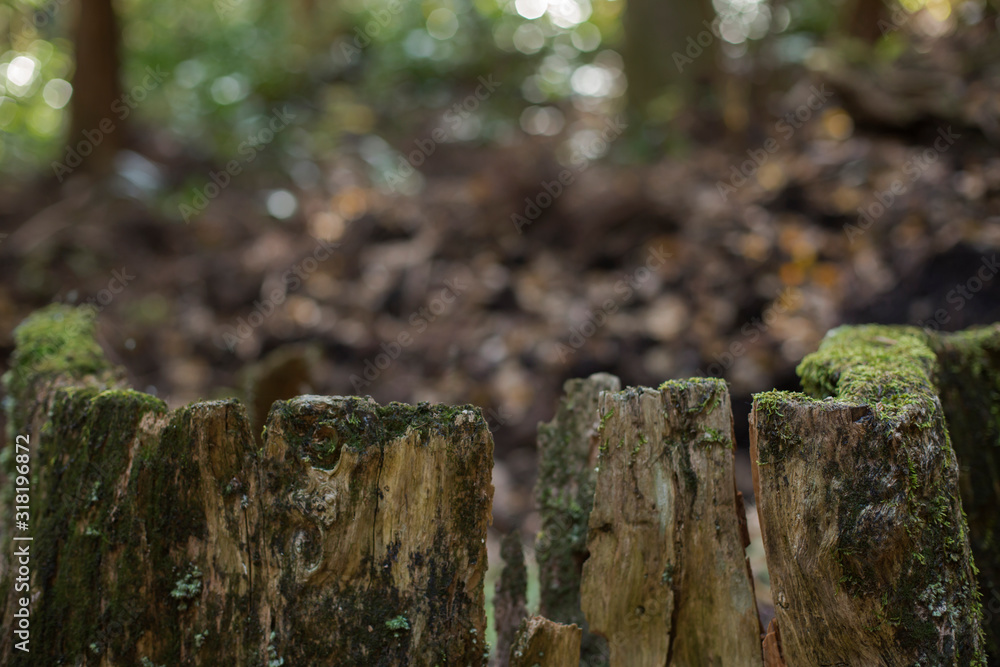 Cutted tree bark with green moss in the forest Cutted tree bark with green moss in the forest