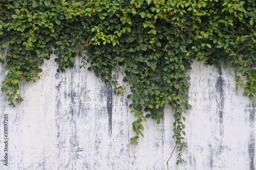 white walls with plants hanging perfect for background © genthophoto