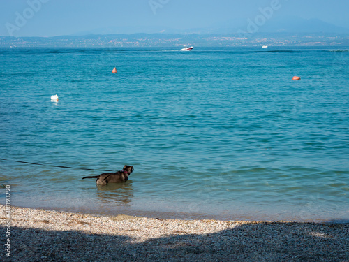 A dog in water looking to the distance on a sunny day