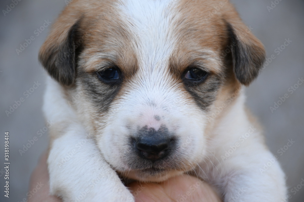 Dog, Puppy, Feeding Milk