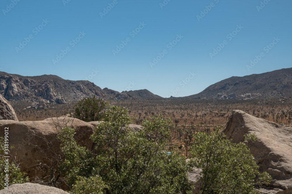 scenic view on the desert landscape of Joshua tree national park during summer, California