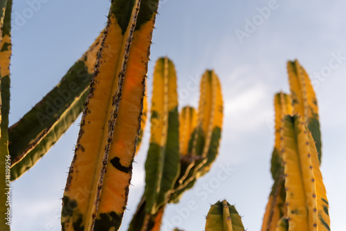 Cereus hildemannianus ou Cacto verde-e-amarelo photo