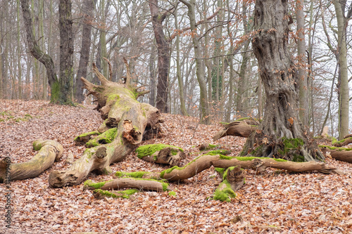 Totholz in einem Buchenwald im Winter ohne Schnee