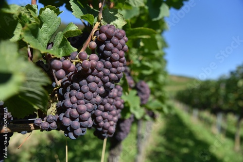 Photography White Wine Grape Pinot Gris or Pinot Grigio / Rulaender