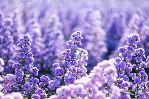 Closeup image of a beautiful purple Margaret flower field