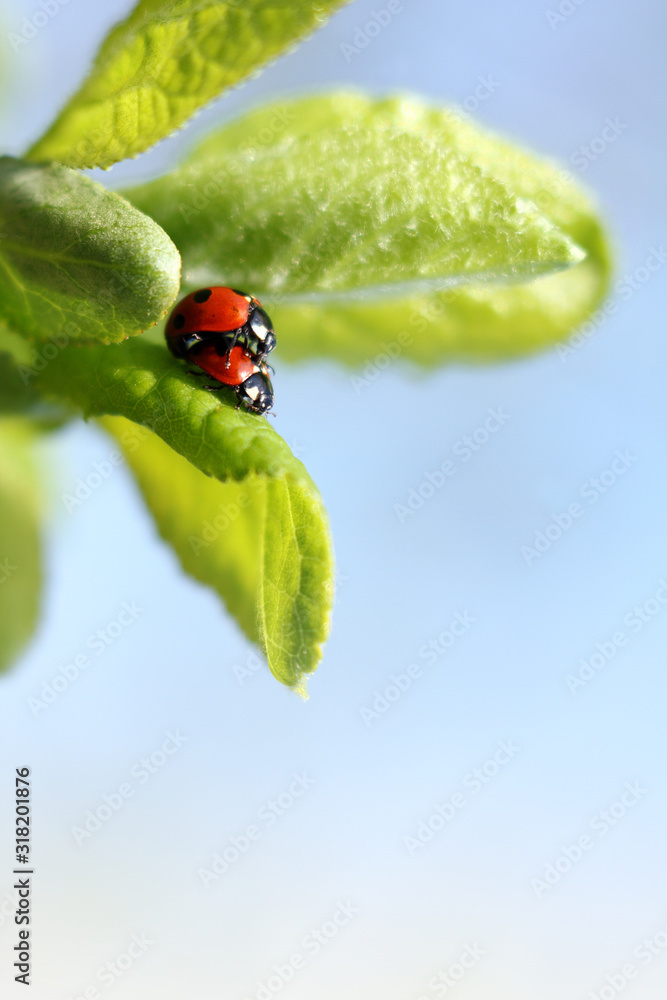 pair of ladybugs together on a green leaf bask in the sun close-up. life is beautiful when you are together pair of ladybugs together on a green leaf bask in the sun close-up. life is beautiful when you are together