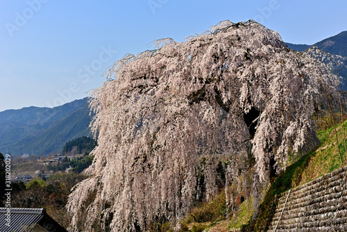 満開に枝垂れる岩太郎桜