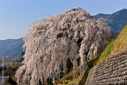 満開に枝垂れる岩太郎桜