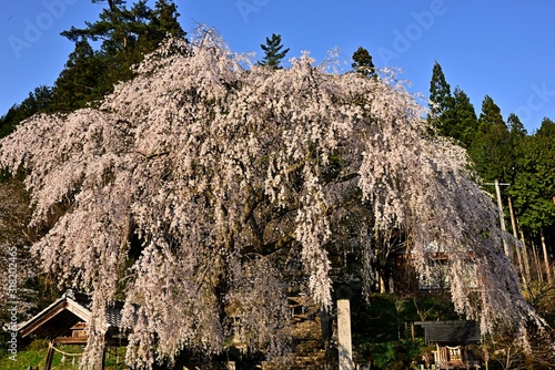 満開の森山神社の枝垂れ桜