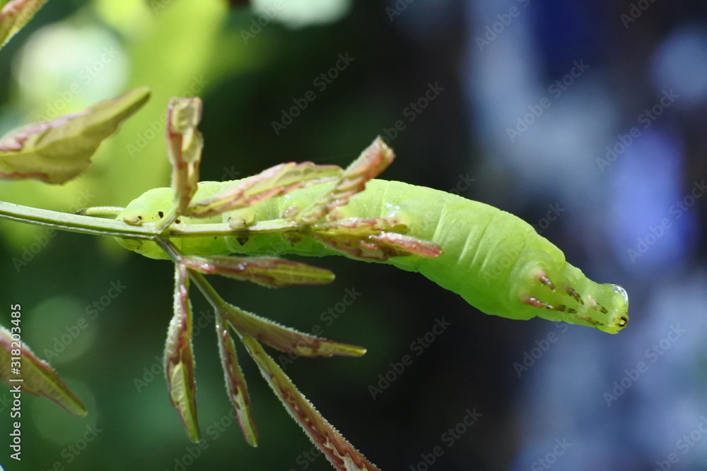 Naklejka premium green caterpillars attached to the flower buds