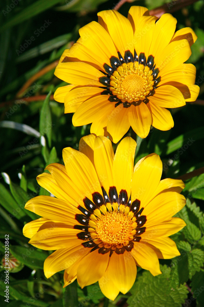 yellow gazania yellow gazania