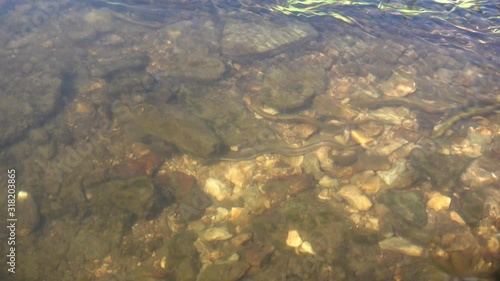 Brook lamprey at the shallow river. Don basin, Russia. 4K photo