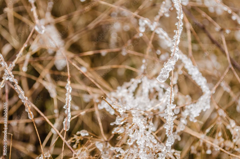 Frosty morning dew drops on a meadow plants Frosty morning dew drops on a meadow plants