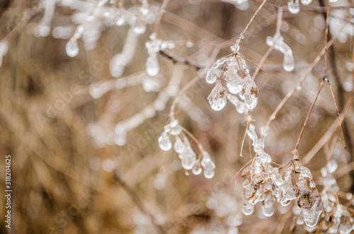 Frosty morning dew drops on a meadow plants 