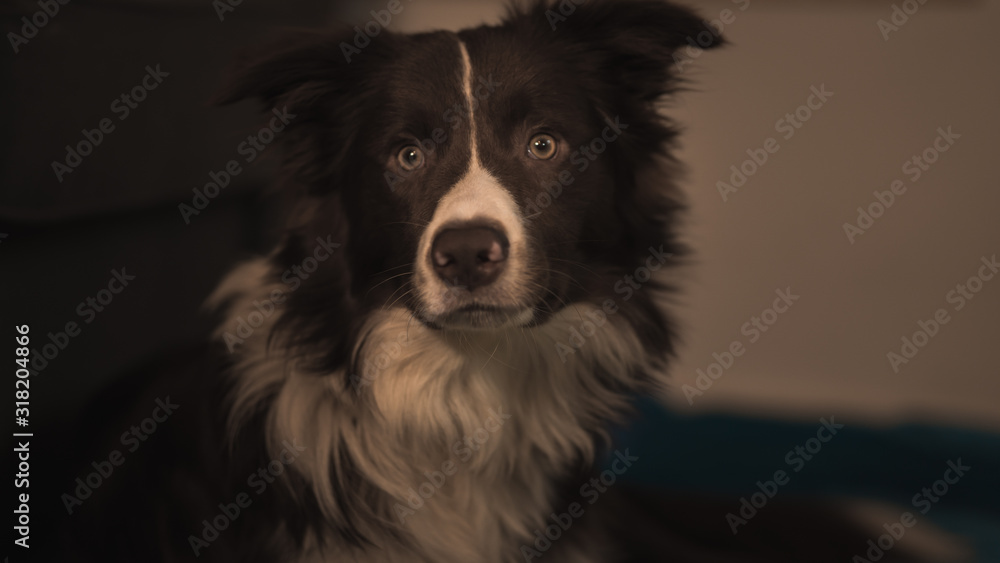 bordercollie dog an a green and blue blanket bordercollie dog an a green and blue blanket