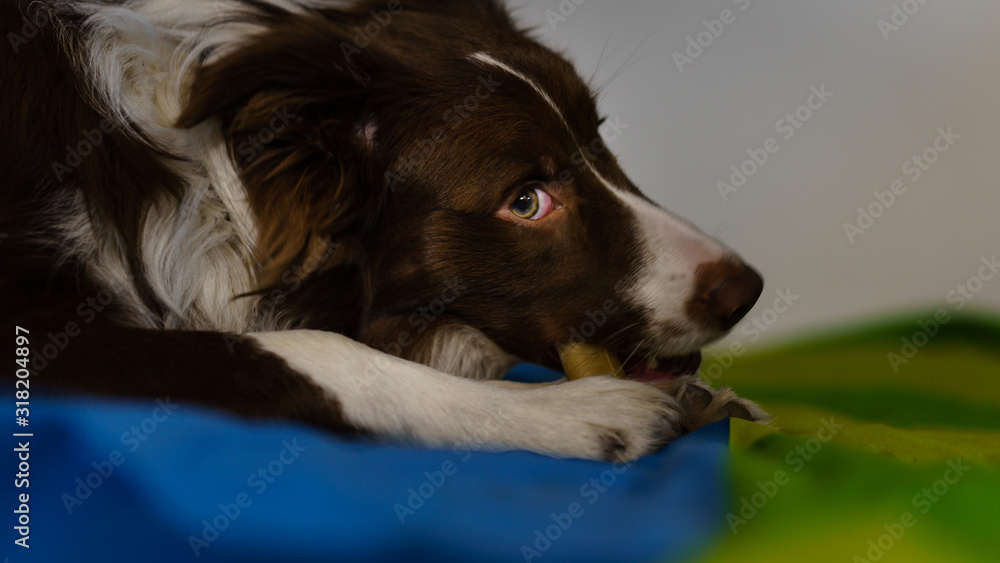 bordercollie dog an a green and blue blanket