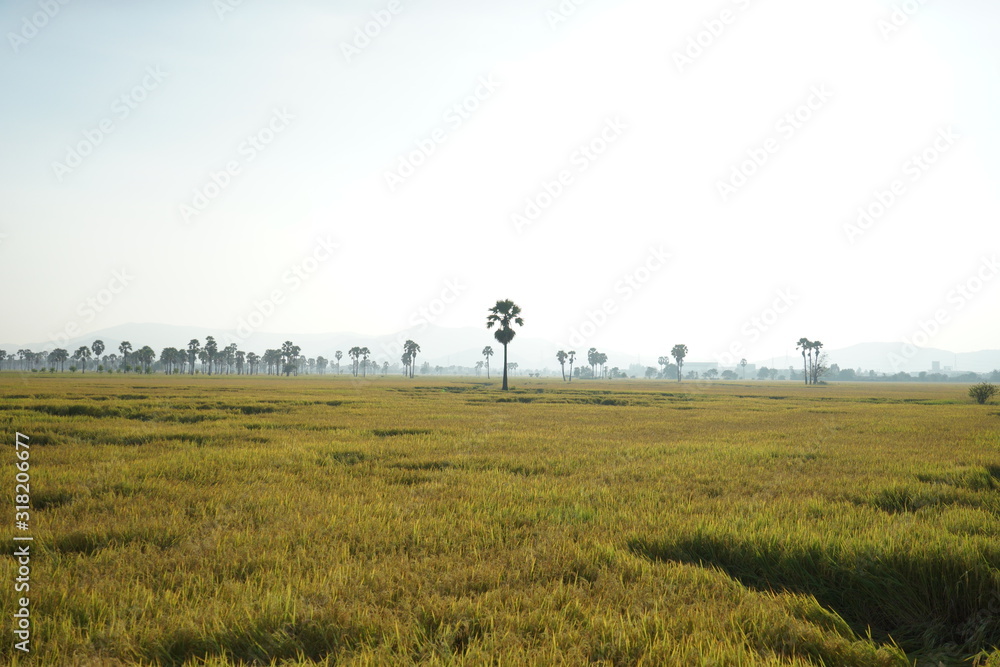 Palm tree at center of field in countryside of Thailand.
