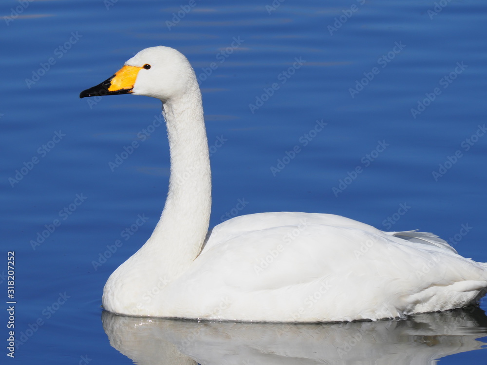 Fototapeta premium Whooper swan