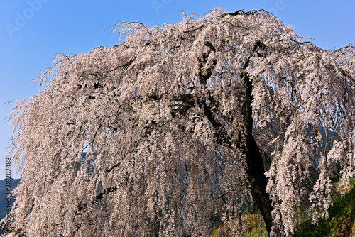 満開に枝垂れる岩太郎桜
